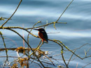 Kingfisher - Zimorodek